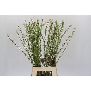 Prunus Glandulosa Alba Plena