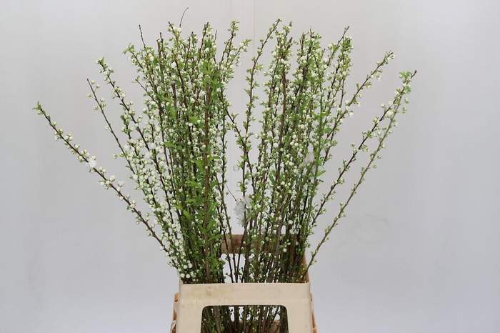 <h4>Prunus Glandulosa Alba Plena</h4>