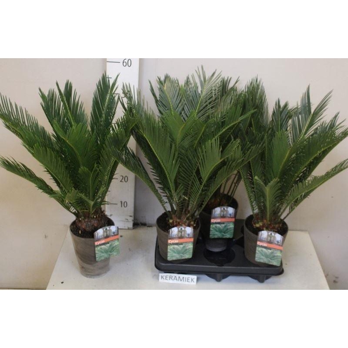 <h4>CYCAS REVOLUTA</h4>