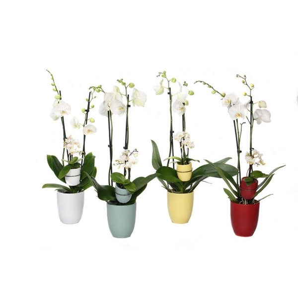 <h4>Hugo Paradise Mix Phal Wit 2T+ Tiny Dolls 1T</h4>