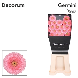 Germini Pomponi Piggy Diamond