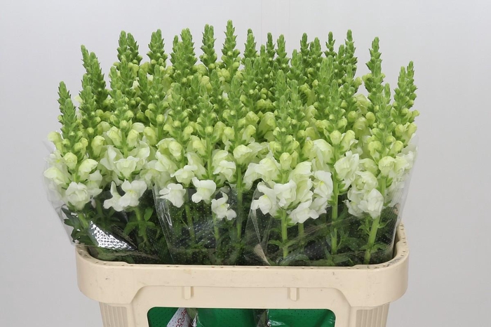 <h4>Antirrhinum Potomac Ivory White</h4>