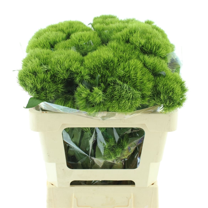 <h4>Di Barb Green Wicky Extra X30</h4>