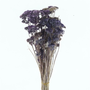 Dried Achillea Pastel Lavendula