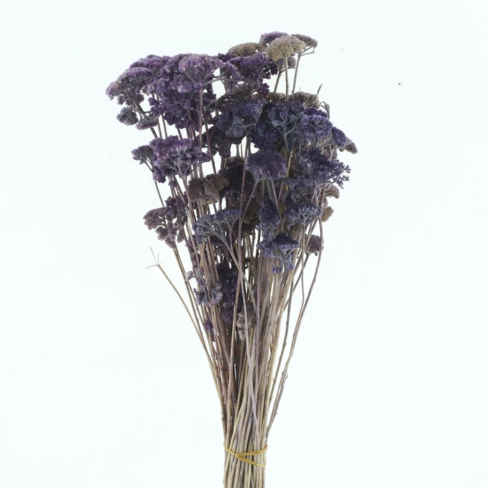 Dried Achillea Pastel Lavendula