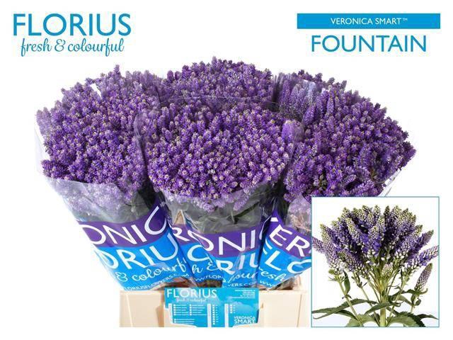 <h4>Veronica Smart Fountain Spray Florius</h4>