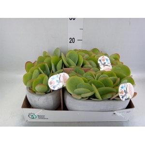 Kalanchoe NF thyrsiflora
