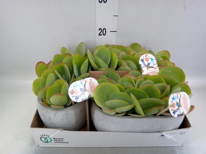 <h4>Kalanchoe NF thyrsiflora</h4>