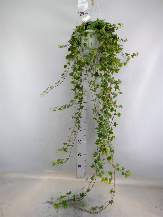 <h4>Hedera helix 'Eva'</h4>