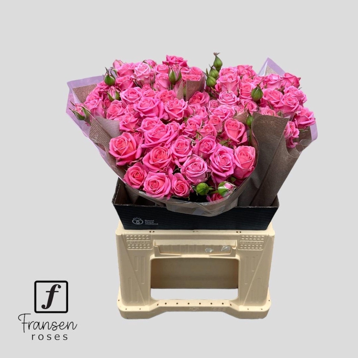 <h4>Rosa TR 'Emilia' FRANSEN</h4>