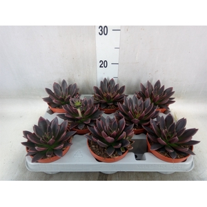 Echeveria   ...