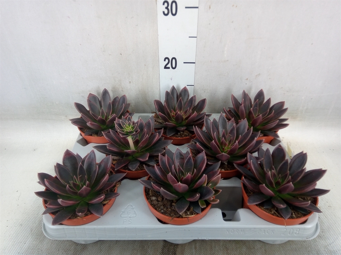 <h4>Echeveria   ...</h4>