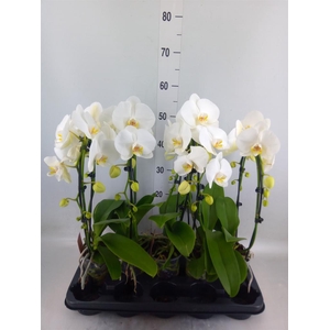 Phalaenopsis  'Ant Glasgow'
