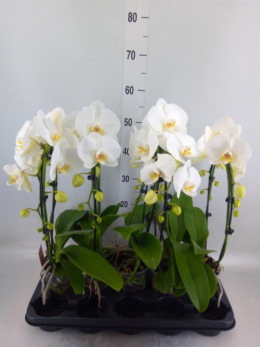 <h4>Phalaenopsis  'Ant Glasgow'</h4>