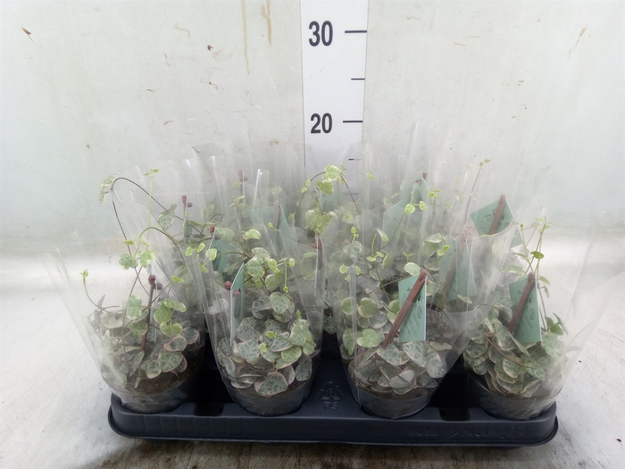 <h4>Ceropegia woodii 'Variegata'</h4>