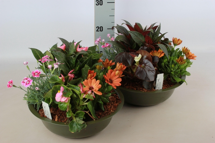 <h4>ARR TUINPLANTEN</h4>