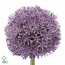 <h4>Allium Gladiator</h4>