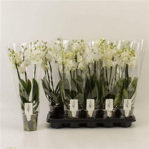 Phal Ov Wit 4 Branches 28+