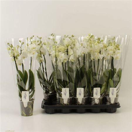 <h4>Phal Ov Wit 4 Branches 28+</h4>