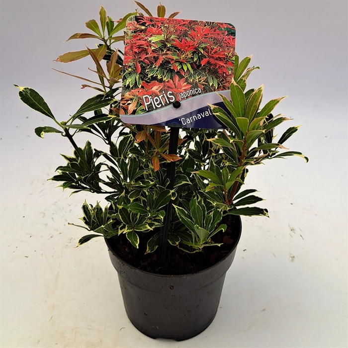 <h4>Pieris japonica Carnaval</h4>