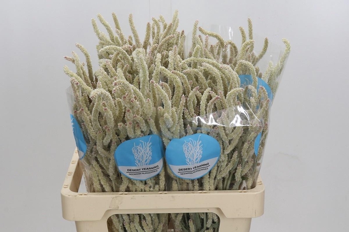 <h4>AMAR YEARMING DESERT</h4>