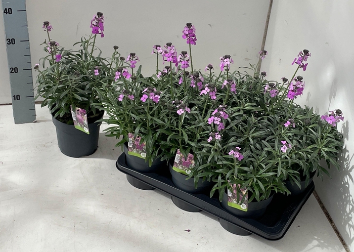 <h4>ERYS BOWLES MAUVE</h4>