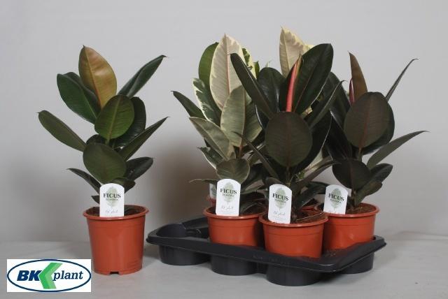 <h4>FIC OV GEM 3 SRT</h4>