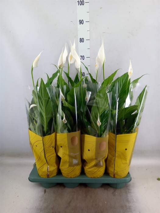 <h4>Spathiphyllum  'Sweet Chico'</h4>