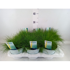 Festuca gautieri 'Amigreen'