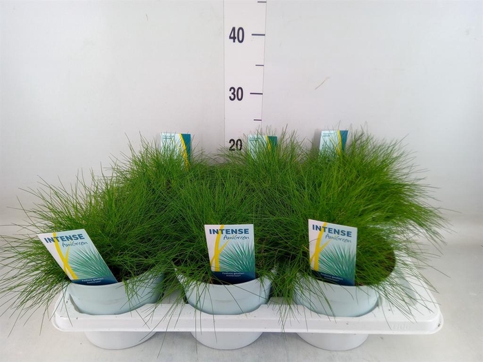 <h4>Festuca gautieri 'Amigreen'</h4>