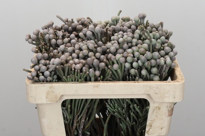 <h4>Kaaps Groen Silver Brunia</h4>