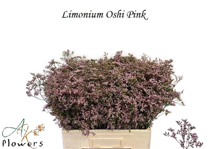 <h4>LIM SAF OSHI PINK</h4>