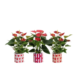 Anthurium red&pink mix in Noura ceramics