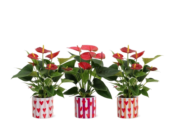 <h4>Anthurium red&pink mix in Noura ceramics</h4>