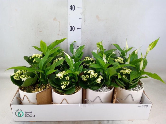 <h4>Arr.    Planten  L%</h4>