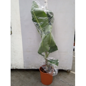 Musa  'Dwarf Cavendish'