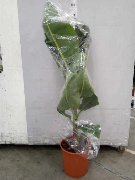 <h4>Musa  'Dwarf Cavendish'</h4>