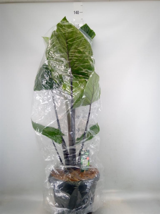 <h4>Alocasia   ...</h4>