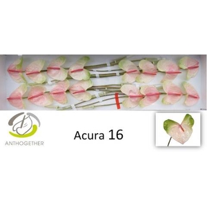 Anthurium acura