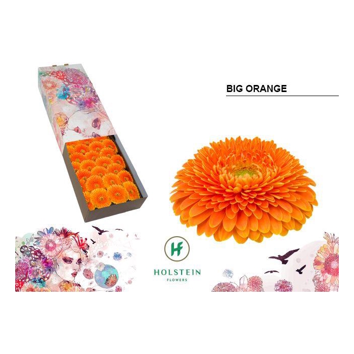 <h4>Ge Gb Gerp Big Orang</h4>