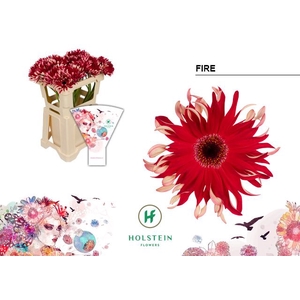 Gerbera large flowered curl-shaped Gerpasta Fire