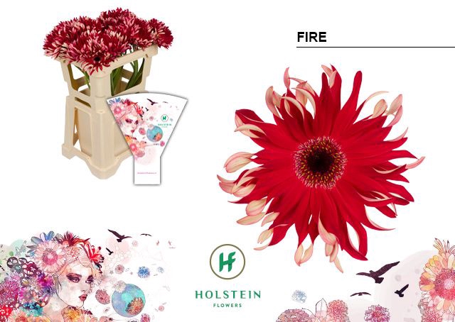 <h4>Gerbera Pasta Fire Water x40</h4>