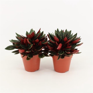 Peperomia caperata Rosso 12Ø 20cm