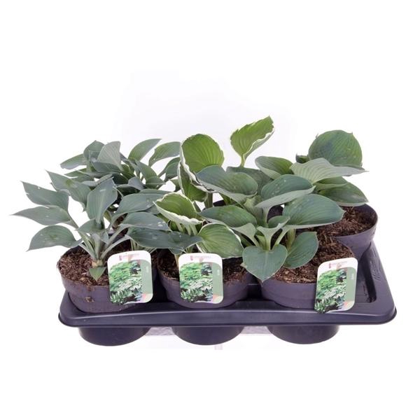 Hosta overig