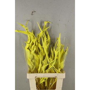 Df Strelitzia Leaf Yellow