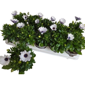 Osteo Fp Lavende Whi