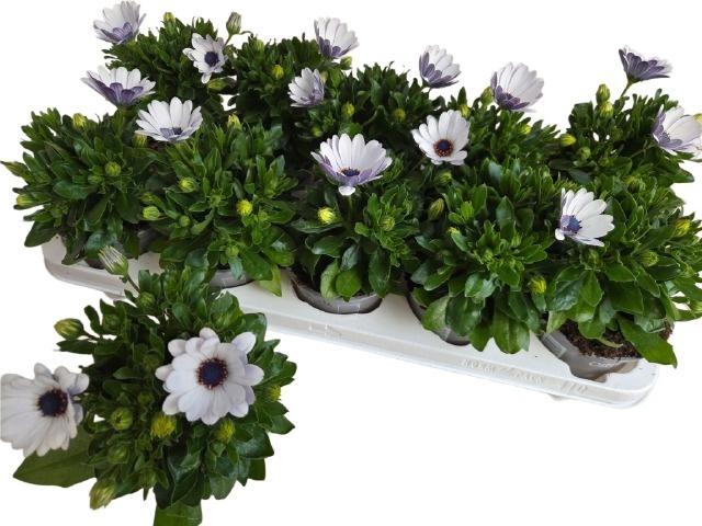 <h4>OSTEO FP LAVENDE WHI</h4>