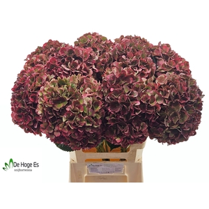 HYDR M MAG PI RUB CL