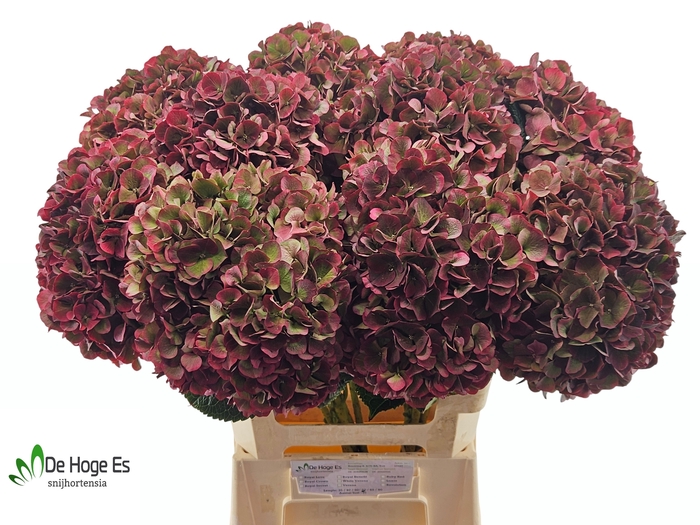 <h4>HYDR M MAG PI RUB CL</h4>