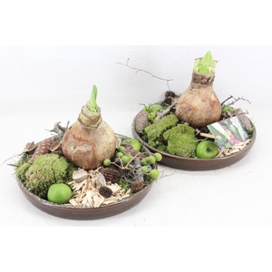 arr4 Amaryllis MB - Luxe schotel 1bol x4